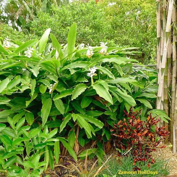 Periyar-Spice-Ayurvedic-Garden
