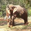 KKodanad-Elephant-Sanctuary