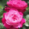 rose-garden-homestay