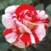 rose-garden-munnar