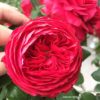 rose-garden-munnar-images