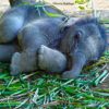 Kodanand Elephant Sanctuary